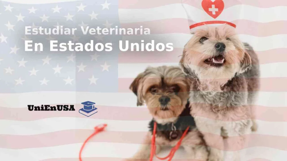 Guía definitiva: Cómo obtener una licencia de veterinario en Estados Unidos