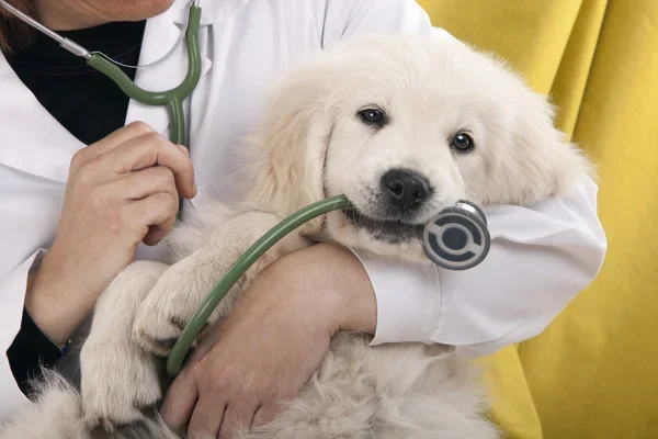 Guía completa para obtener una licencia de veterinario en Honduras: ¡Conoce todos los requisitos y pasos a seguir!