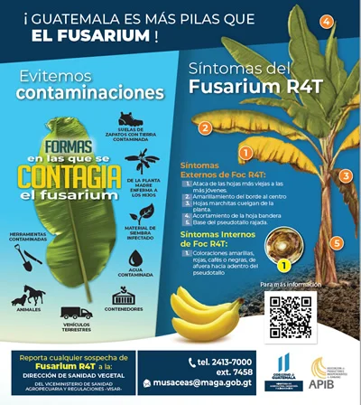Guía Completa de Trámites de Exportación de Banano en Guatemala: Todo lo que Necesitas Saber