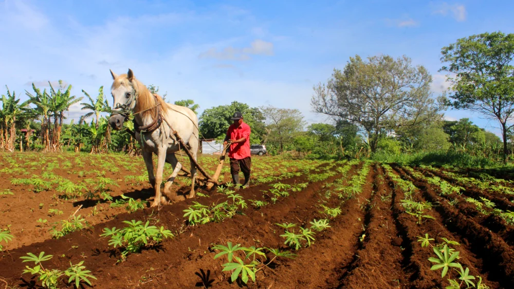 Descubre los requisitos clave para obtener un préstamo de desarrollo agrícola en Nicaragua