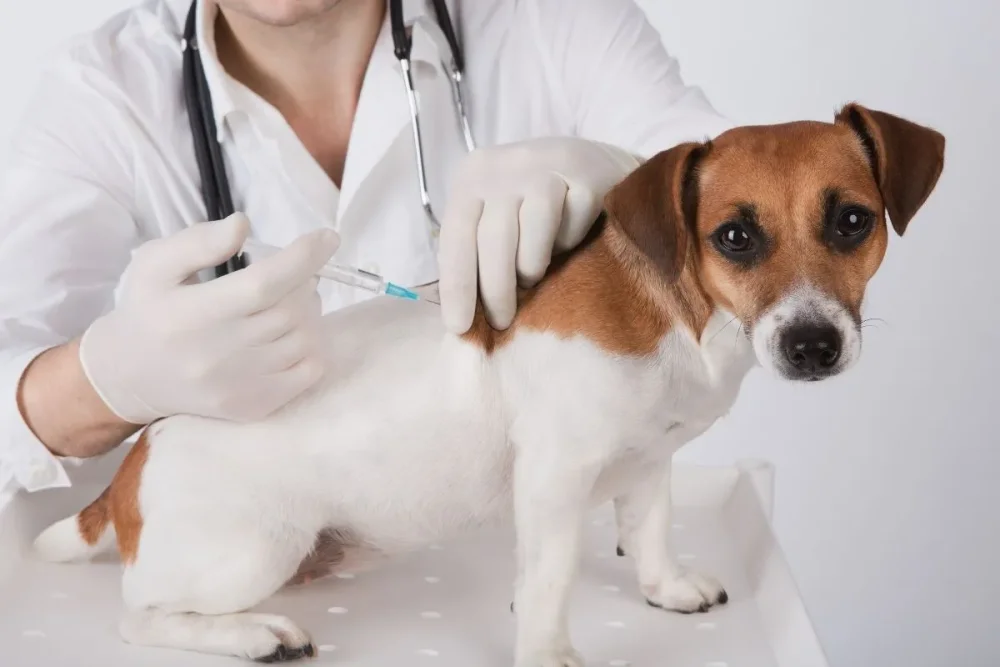 Todo lo que necesitas saber sobre los requisitos para ser veterinario en Colombia